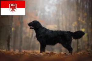 Lire la suite à propos de l’article Éleveurs de Flat Coated Retrievers et chiots dans le Brandebourg