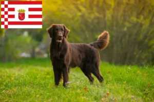 Lire la suite à propos de l’article Éleveurs de Flat Coated Retrievers et chiots à Brême