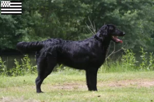 Lire la suite à propos de l’article Éleveurs de Flat Coated Retrievers et chiots en Bretagne