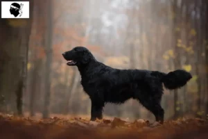 Lire la suite à propos de l’article Éleveurs de Flat Coated Retrievers et chiots en Corse