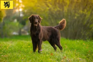 Lire la suite à propos de l’article Éleveurs de Flat Coated Retrievers et chiots en Flandre