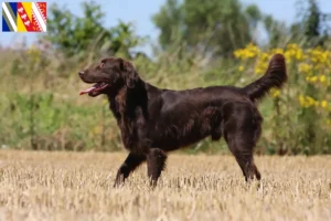 Lire la suite à propos de l’article Éleveurs de Flat Coated Retrievers et chiots en Grand Est