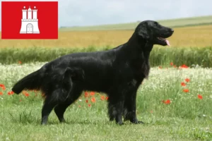 Lire la suite à propos de l’article Éleveurs de Flat Coated Retrievers et chiots à Hambourg