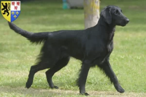 Lire la suite à propos de l’article Éleveurs de Flat Coated Retrievers et chiots en Hauts-de-France