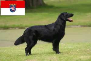 Lire la suite à propos de l’article Éleveurs de Flat Coated Retrievers et chiots en Hesse