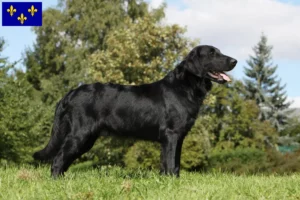 Lire la suite à propos de l’article Éleveurs de Flat Coated Retrievers et chiots en Île-de-France