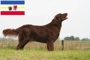 Lire la suite à propos de l’article Éleveurs de Flat Coated Retrievers et chiots dans le Mecklembourg-Poméranie occidentale