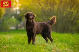 Lire la suite à propos de l’article Éleveurs de Flat Coated Retrievers et chiots en Normandie