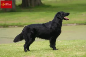 Lire la suite à propos de l’article Éleveurs de Flat Coated Retrievers et chiots en Occitanie