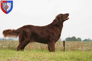 Lire la suite à propos de l’article Éleveurs de Flat Coated Retrievers et chiots en Pays de la Loire