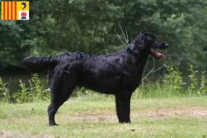 Lire la suite à propos de l’article Éleveurs de Flat Coated Retrievers et chiots en Provence-Alpes-Côte d’Azur