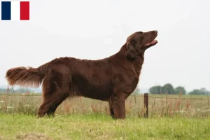 Lire la suite à propos de l’article Éleveurs de Flat Coated Retrievers et chiots à la Réunion