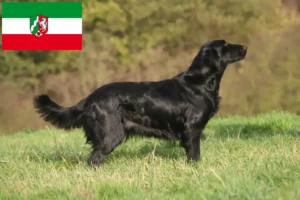 Lire la suite à propos de l’article Éleveurs de Flat Coated Retrievers et chiots en Rhénanie-du-Nord-Westphalie