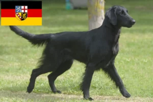 Lire la suite à propos de l’article Éleveurs de Flat Coated Retrievers et chiots en Sarre