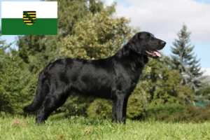 Lire la suite à propos de l’article Éleveurs de Flat Coated Retrievers et chiots en Saxe