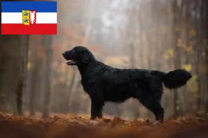 Lire la suite à propos de l’article Éleveurs de Flat Coated Retrievers et chiots dans le Schleswig-Holstein