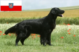 Lire la suite à propos de l’article Éleveurs de Flat Coated Retrievers et chiots en Thuringe