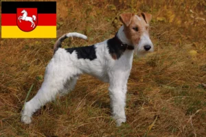 Lire la suite à propos de l’article Éleveurs de fox-terriers et chiots en Basse-Saxe