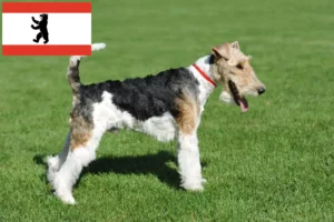 Lire la suite à propos de l’article Éleveurs de fox-terriers et chiots à Berlin