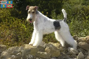 Lire la suite à propos de l’article Éleveurs de fox-terriers et chiots en Bourgogne-Franche-Comté