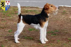 Lire la suite à propos de l’article Éleveurs de fox-terriers et chiots en Hauts-de-France