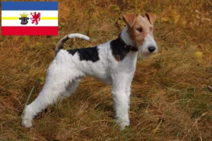 Lire la suite à propos de l’article Éleveurs de fox-terriers et chiots dans le Mecklembourg-Poméranie occidentale