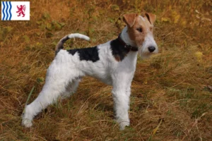 Lire la suite à propos de l’article Éleveurs de fox-terriers et chiots en Nouvelle-Aquitaine