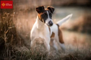 Lire la suite à propos de l’article Éleveurs de fox-terriers et chiots en Occitanie