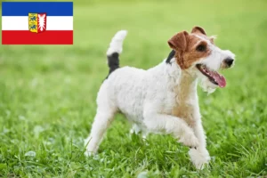 Lire la suite à propos de l’article Éleveurs de fox-terriers et chiots en Schleswig-Holstein