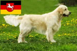 Lire la suite à propos de l’article Golden Retriever éleveurs et chiots en Basse-Saxe