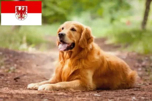 Lire la suite à propos de l’article Golden Retriever éleveurs et chiots dans le Brandebourg