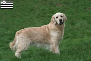 Lire la suite à propos de l’article Eleveurs de Golden Retrievers et chiots en Bretagne