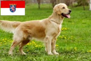 Lire la suite à propos de l’article Golden Retriever éleveurs et chiots en Hesse