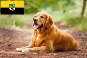 Lire la suite à propos de l’article Golden Retriever éleveurs et chiots en Saxe-Anhalt