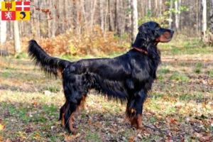 Lire la suite à propos de l’article Éleveurs de setter Gordon et chiots en Auvergne-Rhône-Alpes