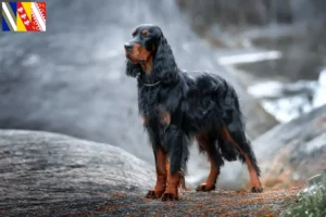 Lire la suite à propos de l’article Éleveurs de setter Gordon et chiots en Grand Est