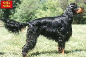 Lire la suite à propos de l’article Éleveurs de setter Gordon et chiots en Normandie