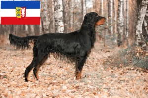 Lire la suite à propos de l’article Éleveurs de Setter Gordon et chiots en Schleswig-Holstein