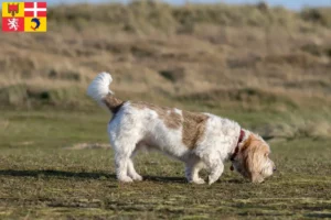 Lire la suite à propos de l’article Grand Basset Griffon Vendéen éleveurs et chiots en Auvergne-Rhône-Alpes