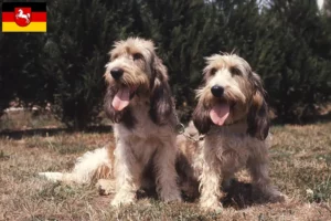 Lire la suite à propos de l’article Grand Basset Griffon Vendéen Éleveurs et chiots en Basse-Saxe