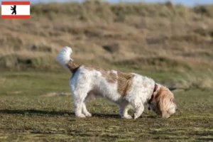 Lire la suite à propos de l’article Grand Basset Griffon Vendéen éleveurs et chiots à Berlin