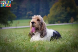 Lire la suite à propos de l’article Grand Basset Griffon Vendéen éleveurs et chiots en Bourgogne-Franche-Comté