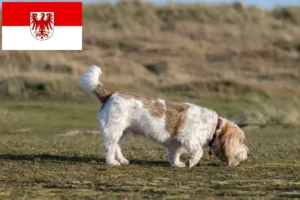 Lire la suite à propos de l’article Grand Basset Griffon Vendéen éleveurs et chiots dans le Brandebourg