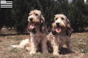 Lire la suite à propos de l’article Grand Basset Griffon Vendéen éleveurs et chiots en Bretagne