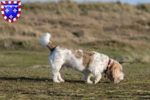 Lire la suite à propos de l’article Grand Basset Griffon Vendéen éleveurs et chiots en Centre-Val de Loire