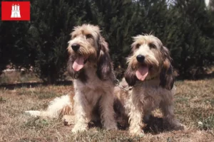 Lire la suite à propos de l’article Grand Basset Griffon Vendéen éleveurs et chiots à Hambourg