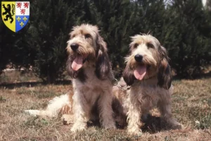 Lire la suite à propos de l’article Grand Basset Griffon Vendéen éleveurs et chiots en Hauts-de-France