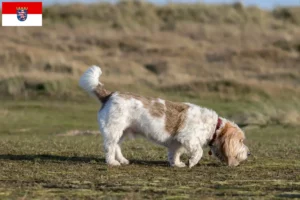 Lire la suite à propos de l’article Grand Basset Griffon Vendéen éleveurs et chiots en Hesse