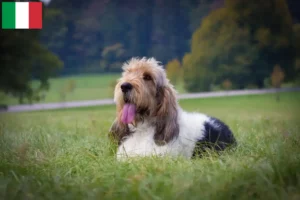 Lire la suite à propos de l’article Grand Basset Griffon Vendéen éleveurs et chiots en Italie