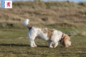 Lire la suite à propos de l’article Grand Basset Griffon Vendéen éleveurs et chiots en Nouvelle-Aquitaine